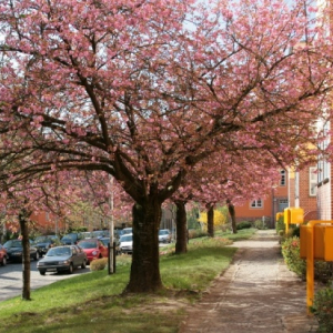 ruinenbergstr-fruehling.jpg